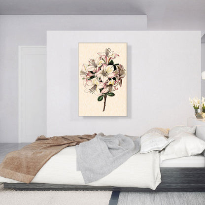 Alstroemeria Peruvian Lily 1843