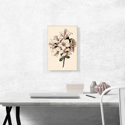 Alstroemeria Peruvian Lily 1843
