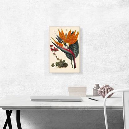 Bird Of Paradise 1806