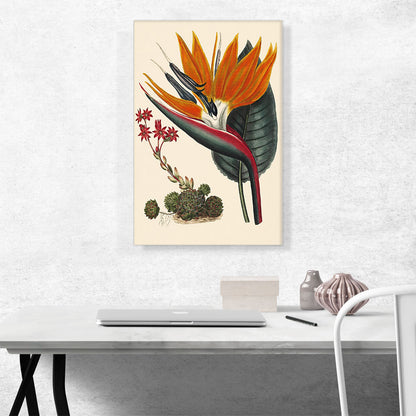 Bird Of Paradise 1806