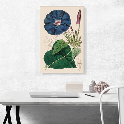 Blue Morning Glory Flower 1815