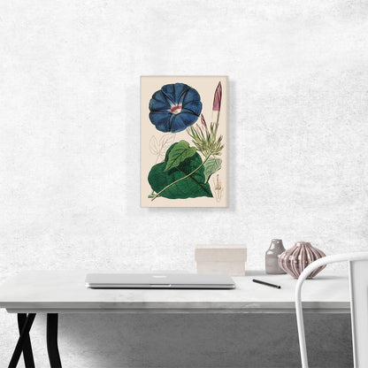 Blue Morning Glory Flower 1815