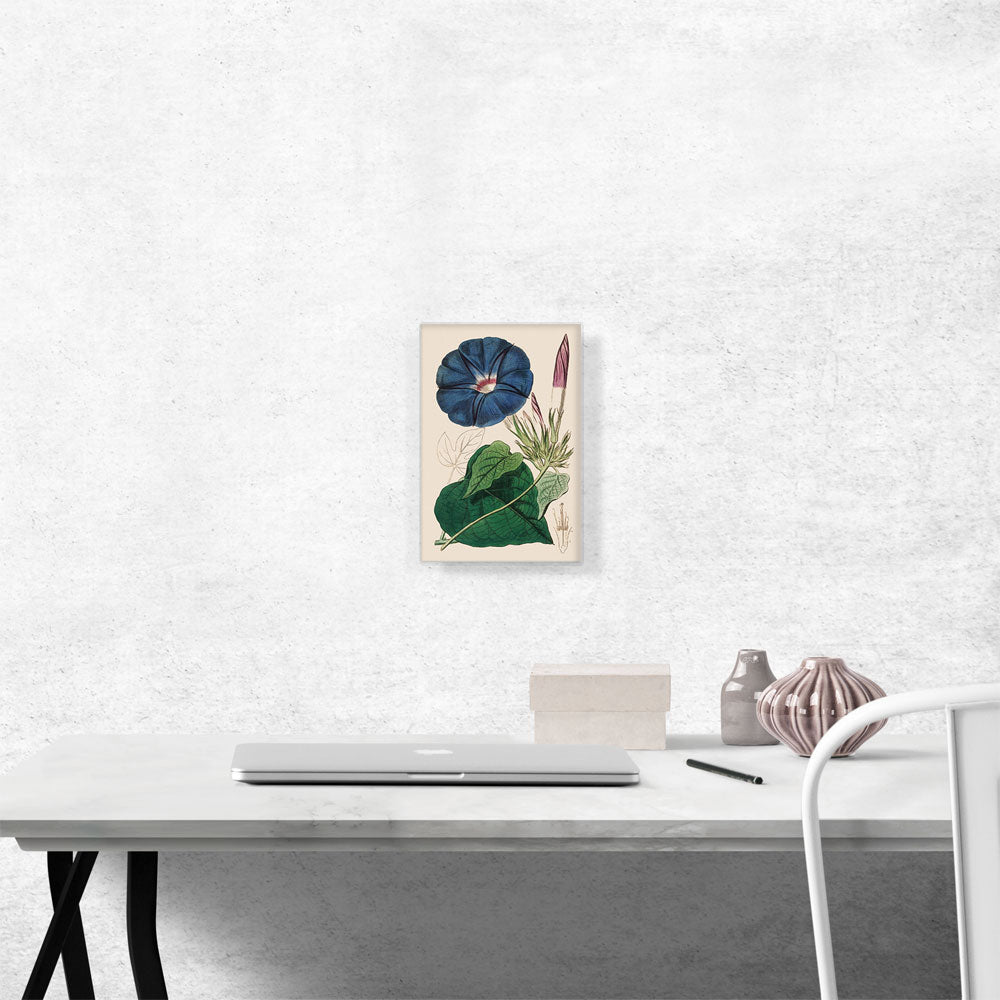 Blue Morning Glory Flower 1815