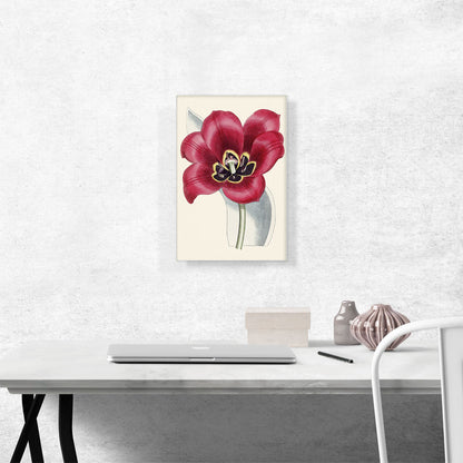 Currant Red Flower 1828