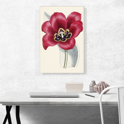 Currant Red Flower 1828