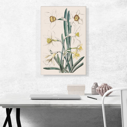 Daffodil Flowers