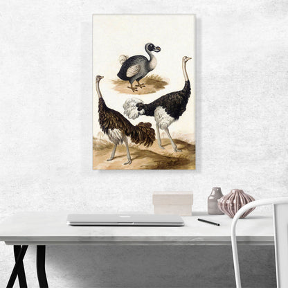 Dodo And The Ostrich Bird