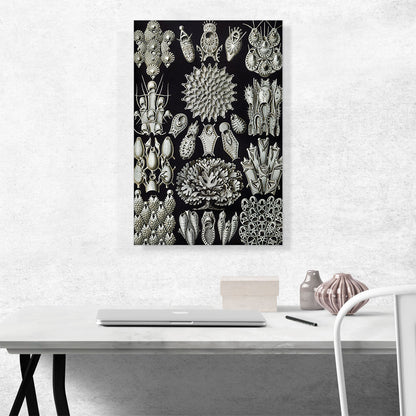 Bryozoa Black White