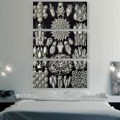 Bryozoa Black White