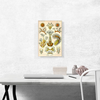 Bryozoa Sea Creatures