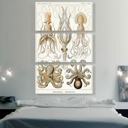 Cephalopods Squid Octopus 1899