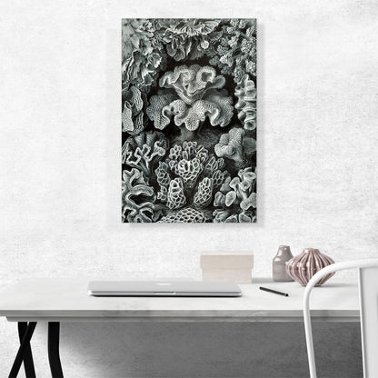 Corals Sea Reefs