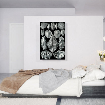 Acephala Sea Shells