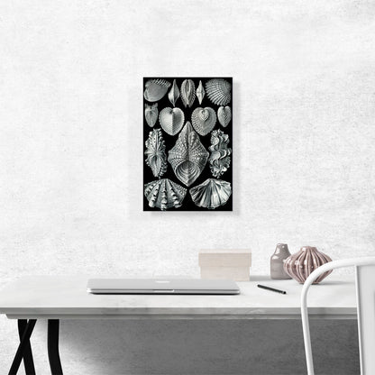 Acephala Sea Shells