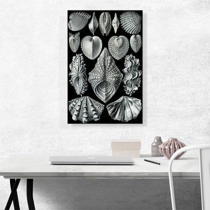 Acephala Sea Shells