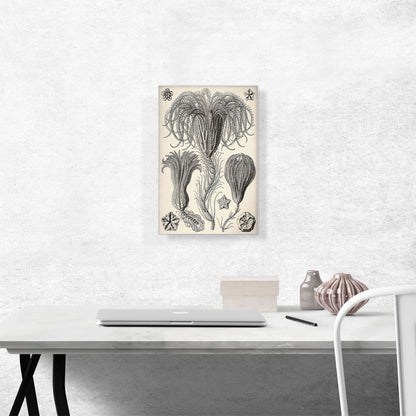Crinoidea Marine Animals Flagellates
