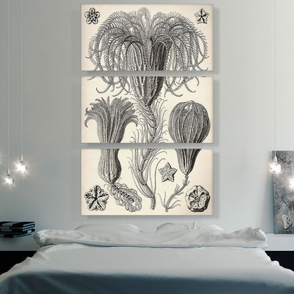 Crinoidea Marine Animals Flagellates