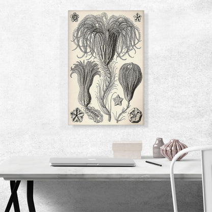 Crinoidea Marine Animals Flagellates