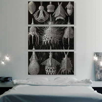 Cyrtoidea
