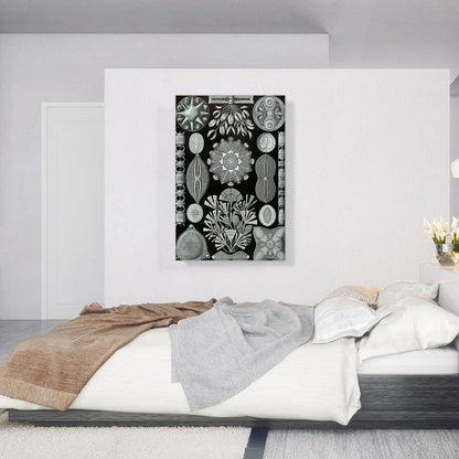 Diatomea Black White