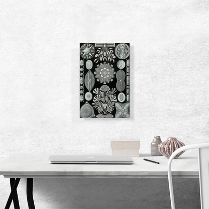 Diatomea Black White