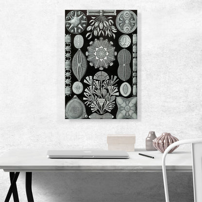 Diatomea Black White