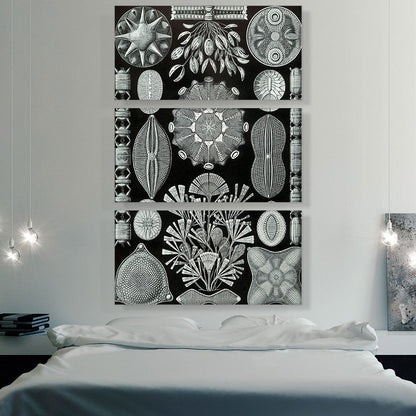 Diatomea Black White