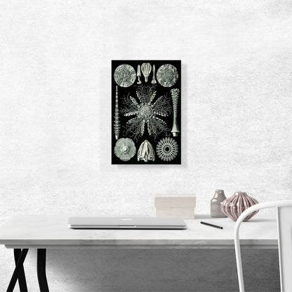 Echinoidea