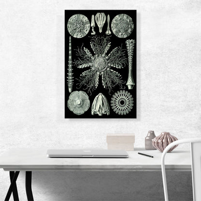 Echinoidea