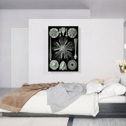 Echinoidea