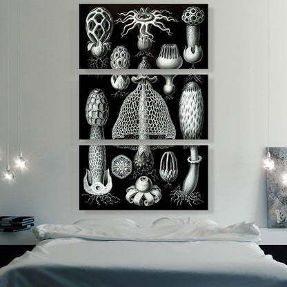 Fungi Mushroom