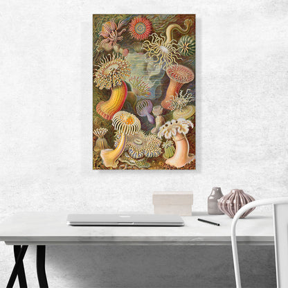Actiniae Sea Anemones 1904
