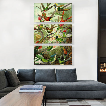Hummingbirds 1904