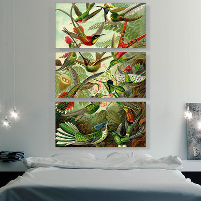 Hummingbirds 1904