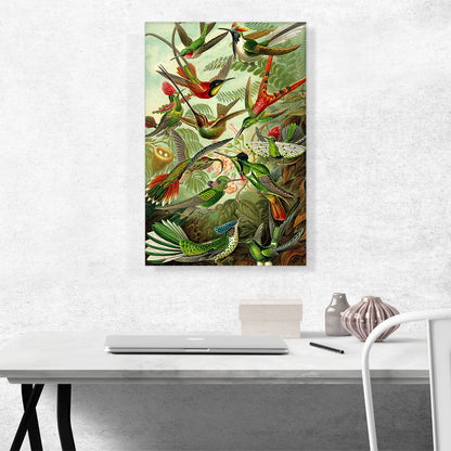 Hummingbirds 1904