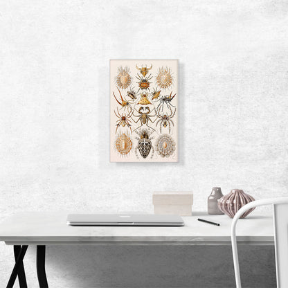 Illustration Of Arachnida Invertebrate Animals