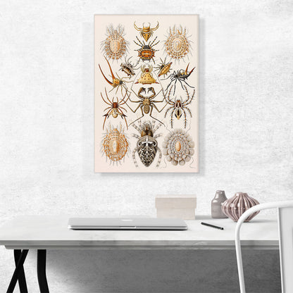 Illustration Of Arachnida Invertebrate Animals