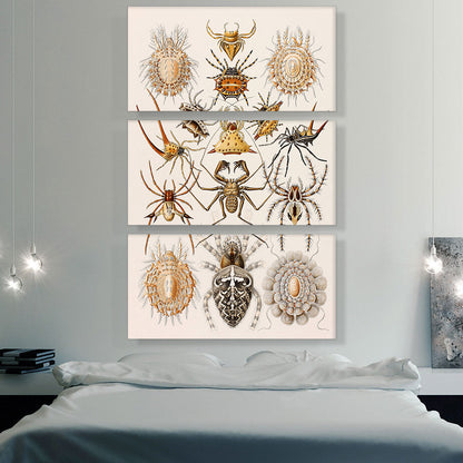 Illustration Of Arachnida Invertebrate Animals