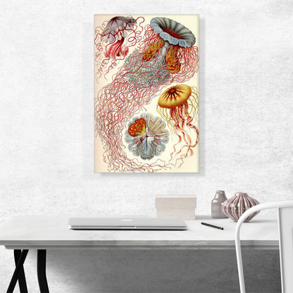 Jelly Fish