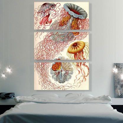 Jelly Fish