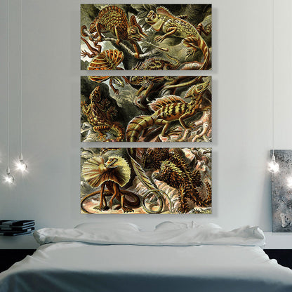 Lacertilia Lizards Reptiles 1904