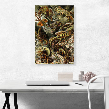 Lacertilia Lizards Reptiles 1904