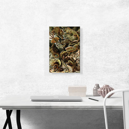 Lacertilia Lizards Reptiles 1904