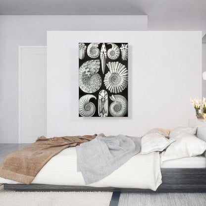Ammonitida Sea Shells