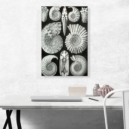 Ammonitida Sea Shells