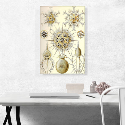 Phaeodaria Radiolarians