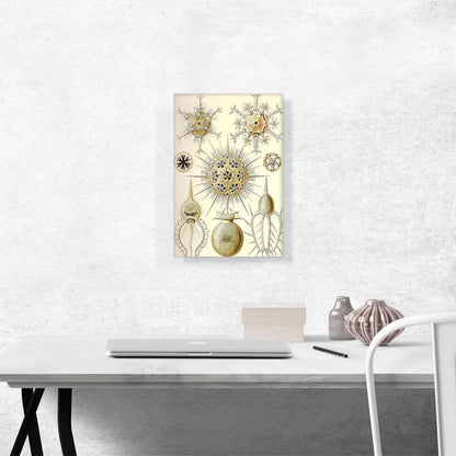 Phaeodaria Radiolarians