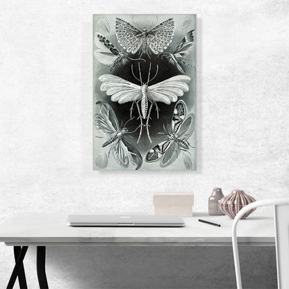 Tineida Moth 1904