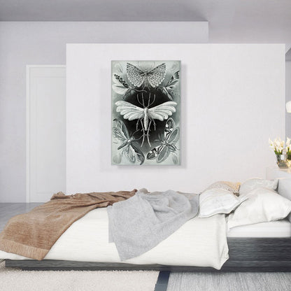Tineida Moth 1904