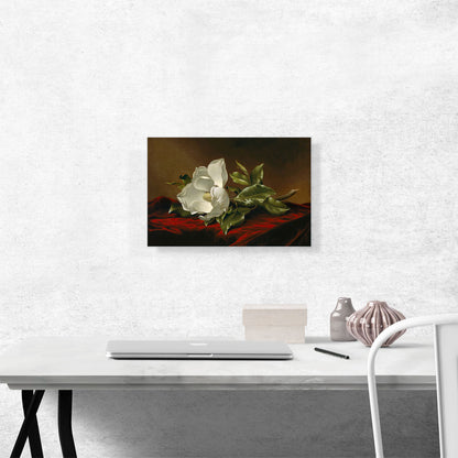 A Magnolia On Red Velvet 1885